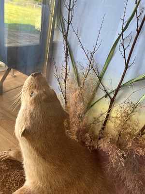 Lot 100 - Taxidermy: two otters