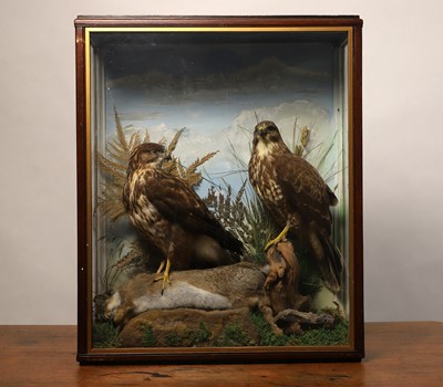 Lot 124 - Taxidermy: a pair of common buzzards with a rabbit