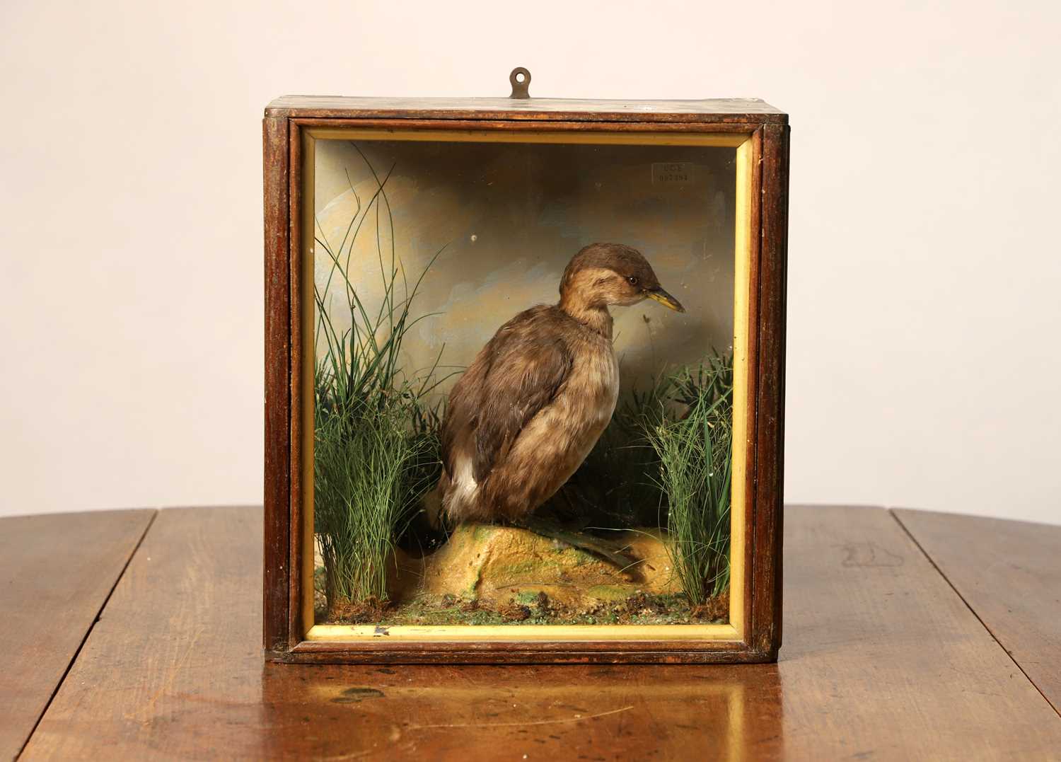 Lot 109 - Taxidermy: a little grebe