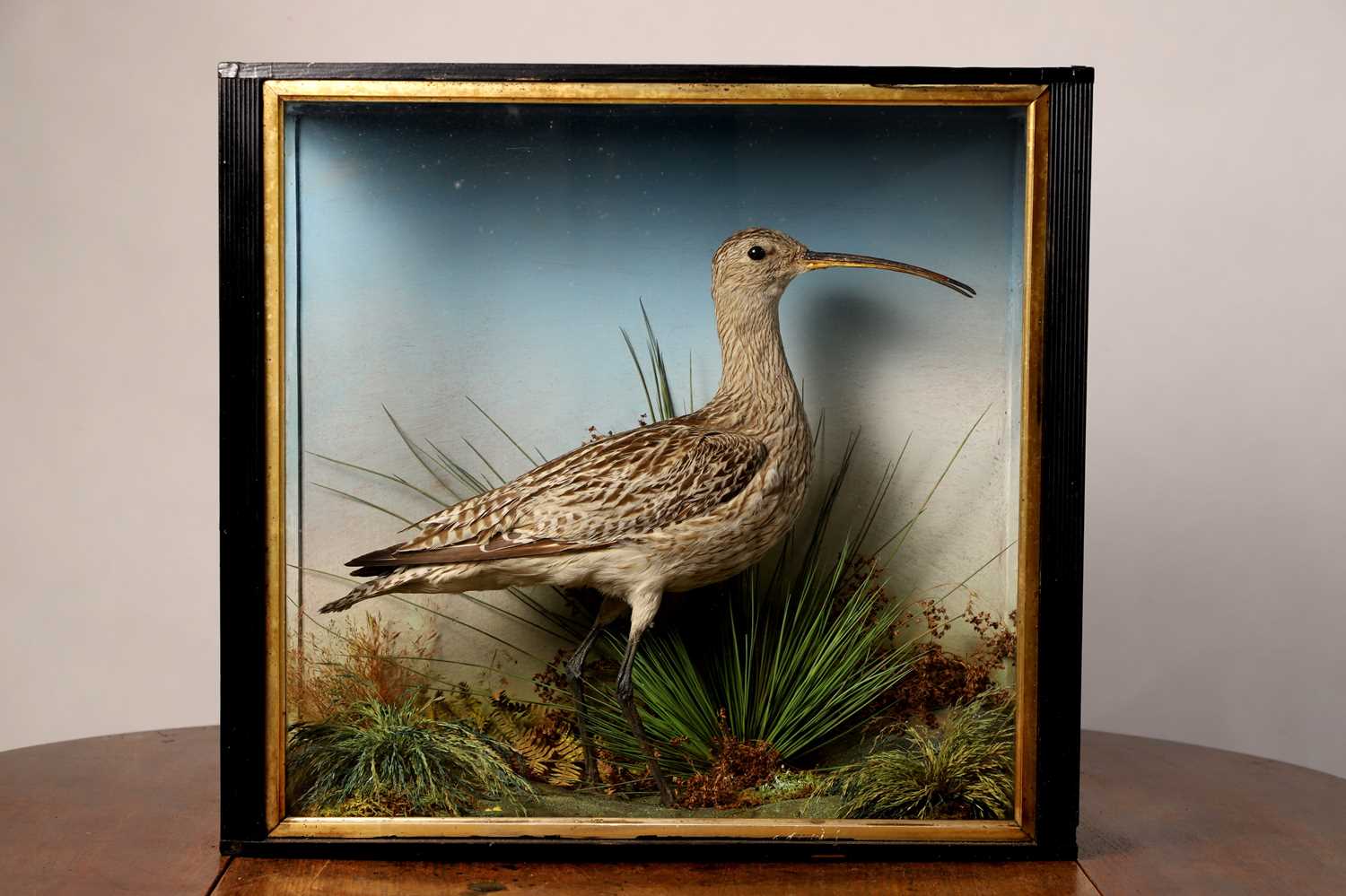 Lot 103 - Taxidermy: a curlew