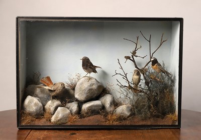 Lot 114 - Taxidermy: a pair of common redstarts and pair of black redstarts