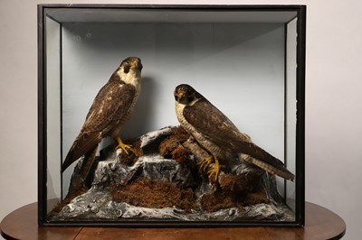 Lot 126 - Taxidermy: a pair of peregrine falcons
