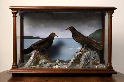 Lot 113 - Taxidermy: a pair of choughs