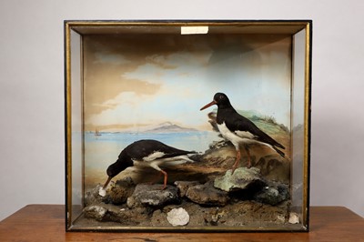 Lot 297 - Taxidermy: a pair of oystercatchers