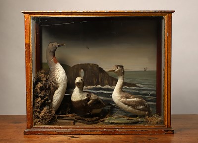 Lot 397 - Taxidermy: a red-throated diver, a duck, and a great crested grebe