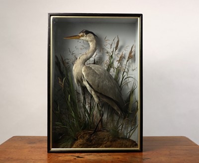 Lot 108 - Taxidermy: a grey heron