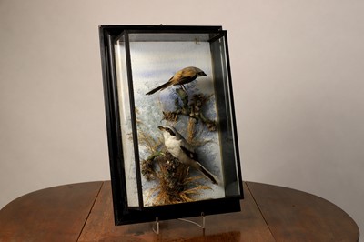 Lot 112 - Taxidermy: a red-backed shrike and great grey shrike