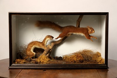 Lot 101 - Taxidermy: a stoat chasing a red squirrel