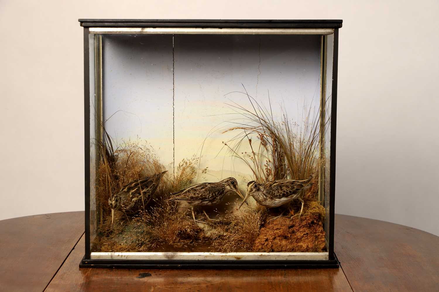 Lot 111 - Taxidermy: three jack snipe