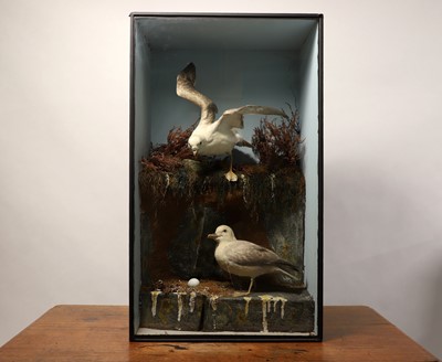 Lot 106 - Taxidermy: a pair of kittiwakes