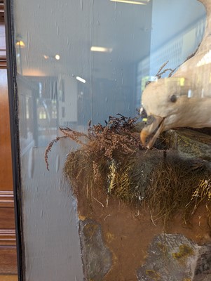 Lot 106 - Taxidermy: a pair of kittiwakes