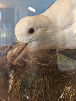 Lot 106 - Taxidermy: a pair of kittiwakes