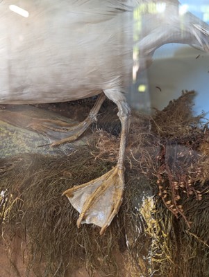 Lot 106 - Taxidermy: a pair of kittiwakes