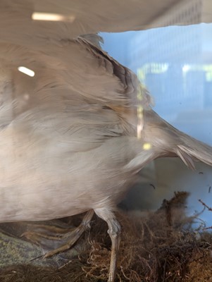 Lot 106 - Taxidermy: a pair of kittiwakes