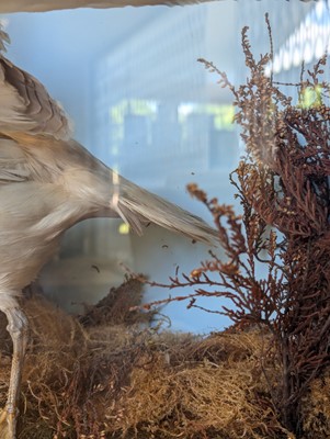 Lot 106 - Taxidermy: a pair of kittiwakes