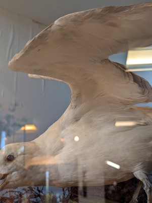 Lot 106 - Taxidermy: a pair of kittiwakes