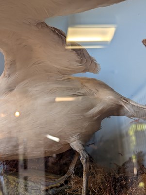 Lot 106 - Taxidermy: a pair of kittiwakes