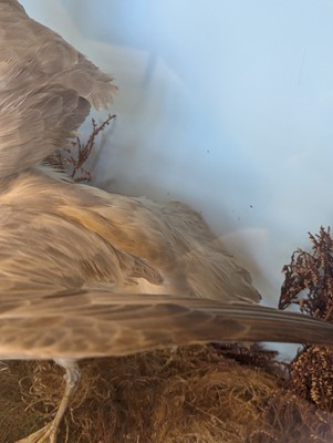 Lot 106 - Taxidermy: a pair of kittiwakes