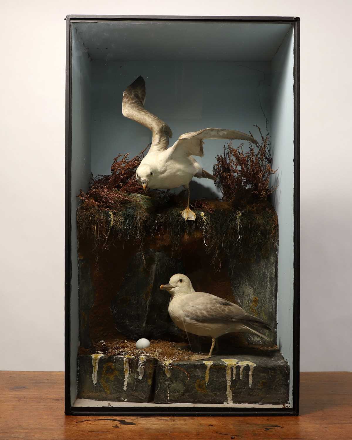 Lot 106 - Taxidermy: a pair of kittiwakes