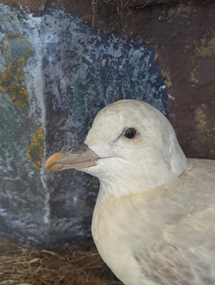 Lot 106 - Taxidermy: a pair of kittiwakes