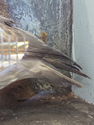 Lot 106 - Taxidermy: a pair of kittiwakes