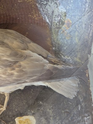 Lot 106 - Taxidermy: a pair of kittiwakes