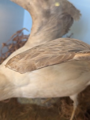 Lot 106 - Taxidermy: a pair of kittiwakes