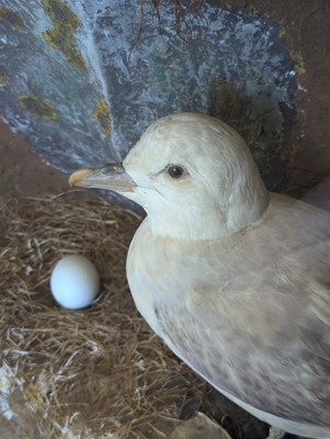 Lot 106 - Taxidermy: a pair of kittiwakes