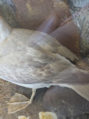 Lot 106 - Taxidermy: a pair of kittiwakes