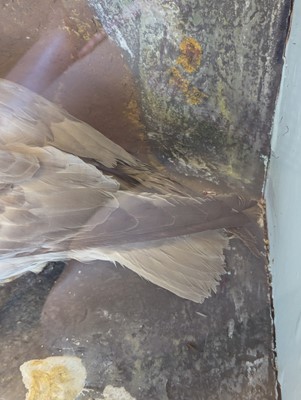 Lot 106 - Taxidermy: a pair of kittiwakes