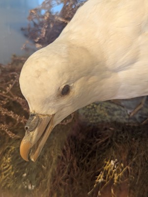 Lot 106 - Taxidermy: a pair of kittiwakes