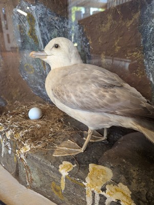 Lot 106 - Taxidermy: a pair of kittiwakes