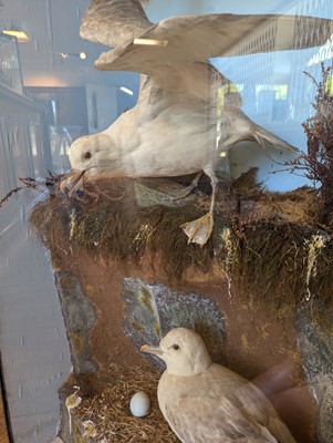 Lot 106 - Taxidermy: a pair of kittiwakes