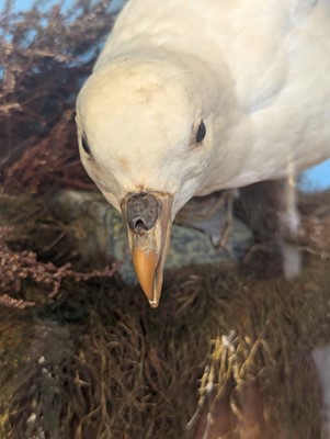 Lot 106 - Taxidermy: a pair of kittiwakes