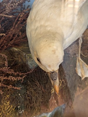 Lot 106 - Taxidermy: a pair of kittiwakes