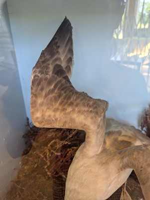 Lot 106 - Taxidermy: a pair of kittiwakes