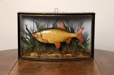 Lot 140 - Taxidermy: a common roach