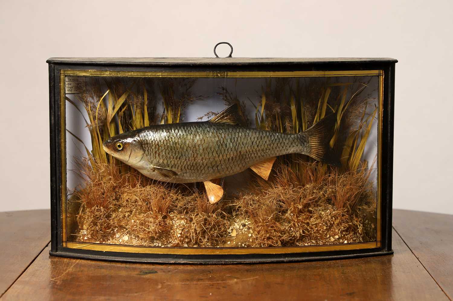 Lot 134 - Taxidermy Cast: a dace