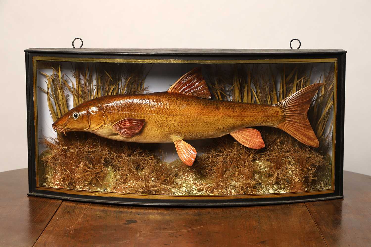 Lot 138 - Taxidermy Cast: a barbel