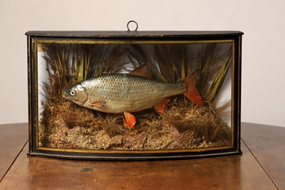 Lot 137 - Taxidermy Cast: a common roach