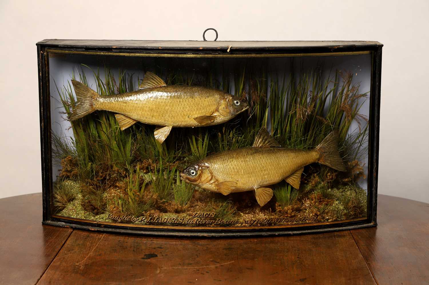 Lot 135 - Taxidermy: a pair of dace