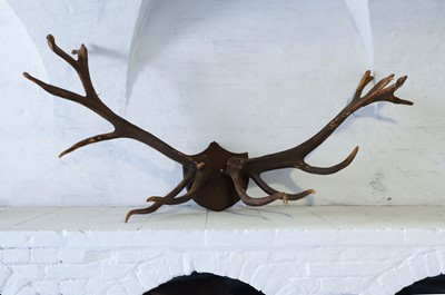 Lot 135 - A pair of elk antlers