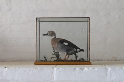 Lot 318 - Taxidermy: a cased teal