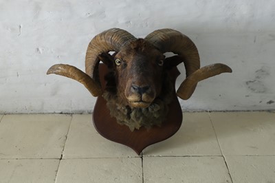 Lot 126 - Taxidermy: a ram's head