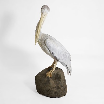 Lot 425 - Taxidermy: an American white pelican