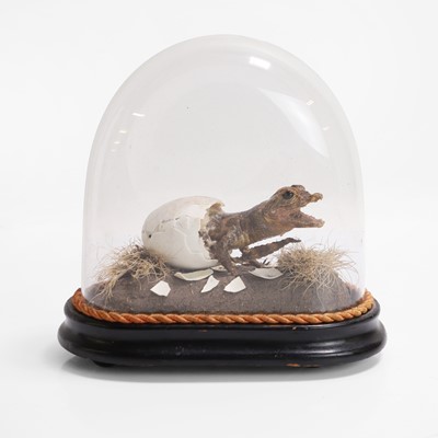 Lot 424 - Taxidermy: a Victorian display of a juvenile crocodile