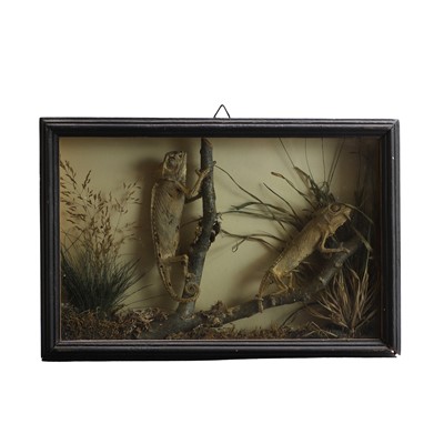 Lot 423 - A Victorian taxidermy display