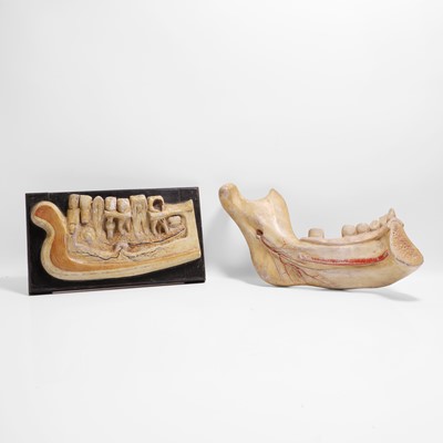 Lot 458 - A pair of dentist teaching-aid jaws