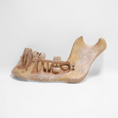 Lot 458 - A pair of dentist teaching-aid jaws