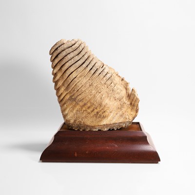Lot 422 - A large woolly mammoth tooth